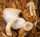 Mycena overholtsii image