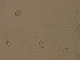Nolanea holoconiota image