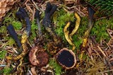 Tolypocladium ophioglossoides image