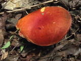 Boletus frostii image