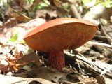 Boletus frostii image