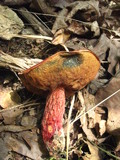 Boletus frostii image