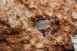 Fuligo septica image