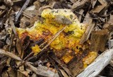 Fuligo septica image