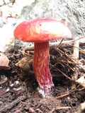 Boletus frostii image