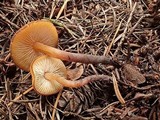 Macrocystidia cucumis image