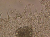 Macrocystidia cucumis image