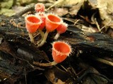 Microstoma floccosum image