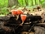 Microstoma floccosum image