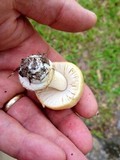 Amanita pubescens image