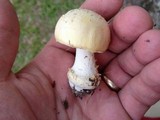 Amanita pubescens image