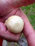 Amanita pubescens image