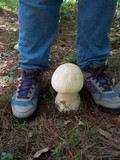 Amanita ravenelii image