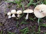 Amanita pubescens image