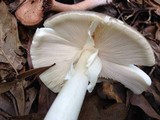 Amanita brunnescens image
