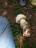 Amanita ravenelii image