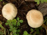 Agaricus nanaugustus image