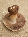Agaricus nanaugustus image