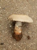 Agaricus nanaugustus image