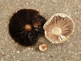 Agaricus nanaugustus image