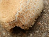 Agaricus nanaugustus image