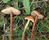 Marasmius oreades image