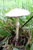 Stropharia coronilla image