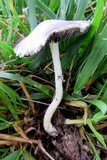 Stropharia coronilla image