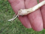 Stropharia coronilla image