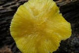 Pluteus chrysophlebius image