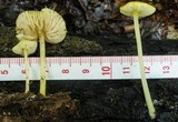 Pluteus chrysophlebius image