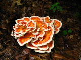Laetiporus cincinnatus image