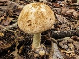 Amanita daucipes image