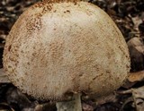 Amanita daucipes image