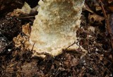 Amanita daucipes image
