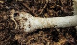 Amanita daucipes image