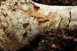 Amanita daucipes image