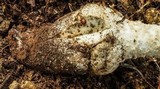 Amanita daucipes image