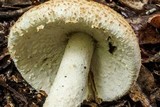 Amanita daucipes image