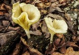 Chrysomphalina strombodes image