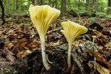 Chrysomphalina strombodes image