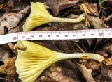 Chrysomphalina strombodes image