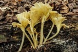 Chrysomphalina strombodes image