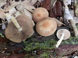 Psathyrella spadiceogrisea image
