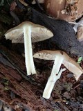 Psathyrella spadiceogrisea image