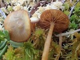 Galerina sphagnorum image