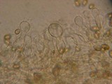 Galerina sphagnorum image