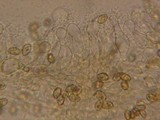Galerina sphagnorum image