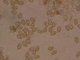 Galerina sphagnorum image