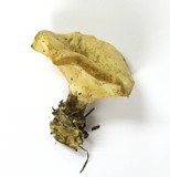 Polyporus leptocephalus image